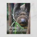 Search for hang postcards Sloth