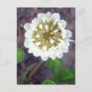 Search for blossoming postcards Flowers