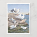 Search for gull postcards Vintage