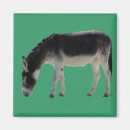 Search for darling magnets Cute
