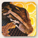 Search for python coasters Pet