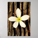 Search for tropical plants posters Hawaiian