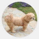Search for lhasa apso stickers Animal