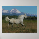 Search for grey background posters Animal