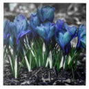 Search for crocus tiles Floral