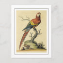 Search for macaw parrot postcards Parrots