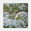 Search for white bloom magnets Orange