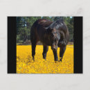 Search for thoroughbred horizontal postcards Horse