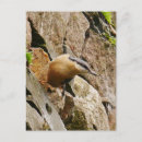 Search for nuthatch postcards England