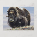 Search for the archer postcards Wildlife