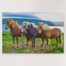 Search for icelandic horse Landscape