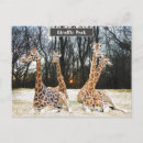 Search for four animals postcards Cute