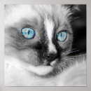 Search for persian blue posters Kitty