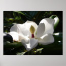 Search for tree lady posters Flowers