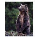 Search for grizzly bear picture posters Wildlife