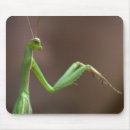 Search for mantids mouse mats Closeup