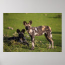 Search for african wild dogs posters Animals