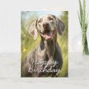 Search for weimaraner birthday cards Dog lover