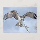 Search for ospreys postcards Wildlife