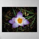 Search for crocus posters Bloom