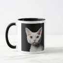 Search for odd photography Cats