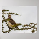 Search for snake posters Bird