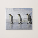 Search for penguin puzzles Outdoors