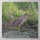 Search for crowned night heron art Herons