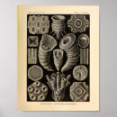 Search for vintage sea shells posters Marine