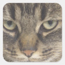 Search for kitty cat face stickers Pets