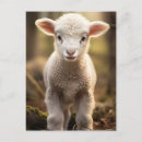 Search for funny sheep postcards Lamb