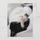 Search for cat face postcards Kitty