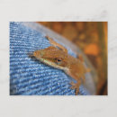 Search for lizard postcards Landscape