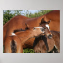 Search for sporting breed posters Horses
