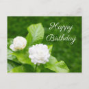 Search for jasmin cards Green