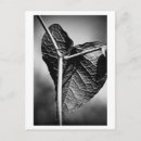 Search for leaf vein postcards Black and white