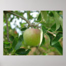 Search for juicy posters Apples