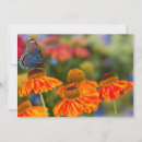 Search for papilio cards Flower