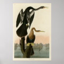 Search for anhinga Audubon