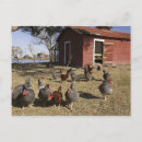 Search for coop postcards Animal