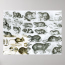 Search for zoology posters English