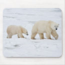 Search for danita delimont mouse mats Bear