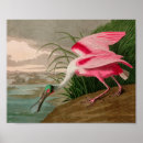 Search for roseate posters Nature