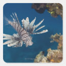 Search for lionfish stickers Swimming