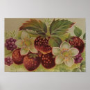Search for leaf blackberry posters Vintage