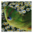 Search for geckos posters Gold dust day gecko