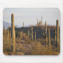 Search for sonoran mouse mats Arizona