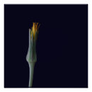 Search for single yellow posters Floral