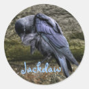 Search for jackdaws Stonehenge