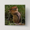 Search for chipmunk badges Mammal